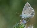 Polyommatus daphnis (Çokgözlü Dafnis)